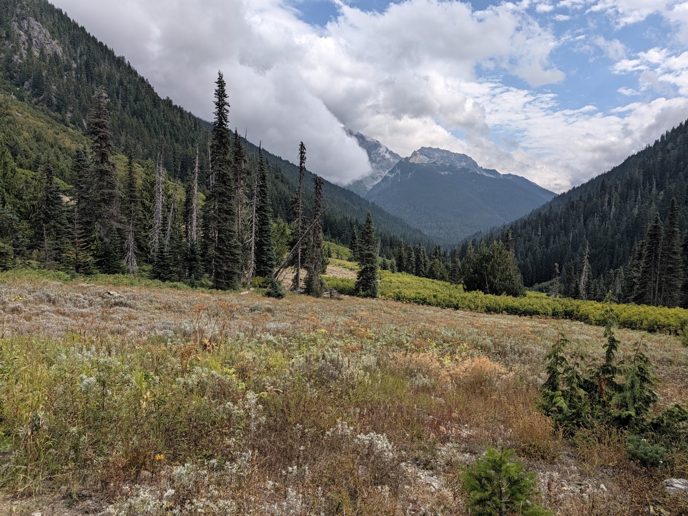 A meadow of dry grasses and wildflowers with tall firs, and clouds hanging on the peaks down the valley