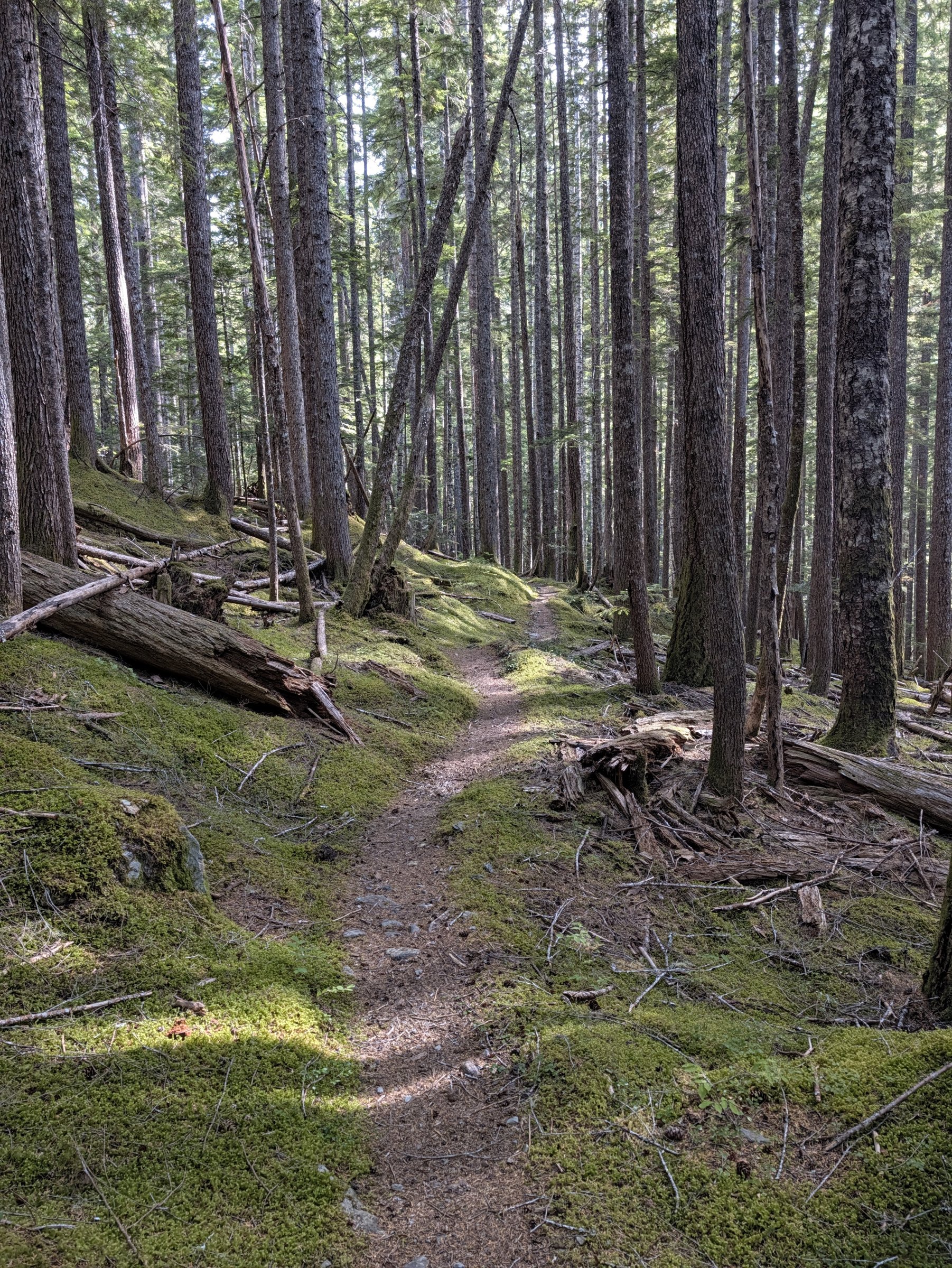 A soft dirt trail through a sunlit old-growth forest with moss covering the ground and fallen logs